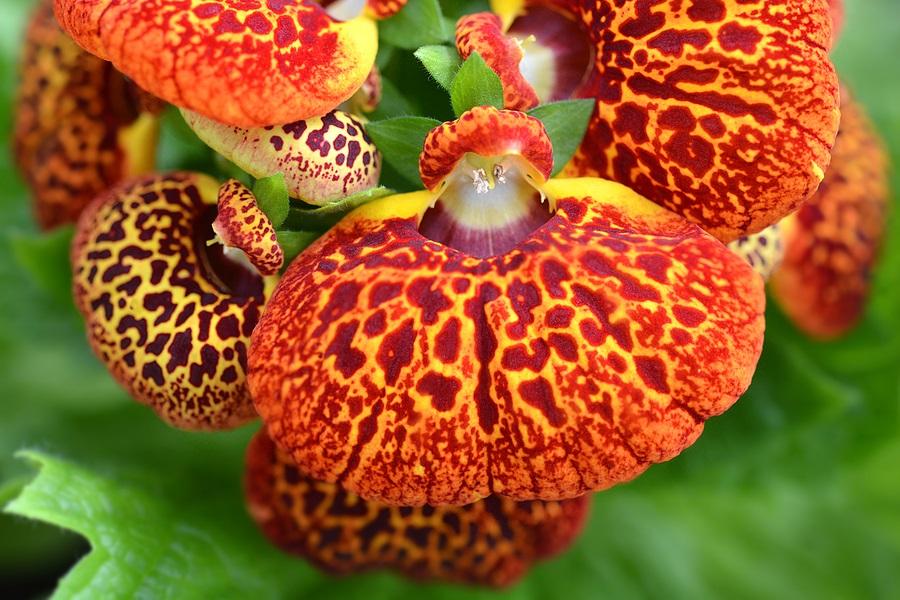 Calceolaria herbeohybrida nana, 'Fashion Mixed'