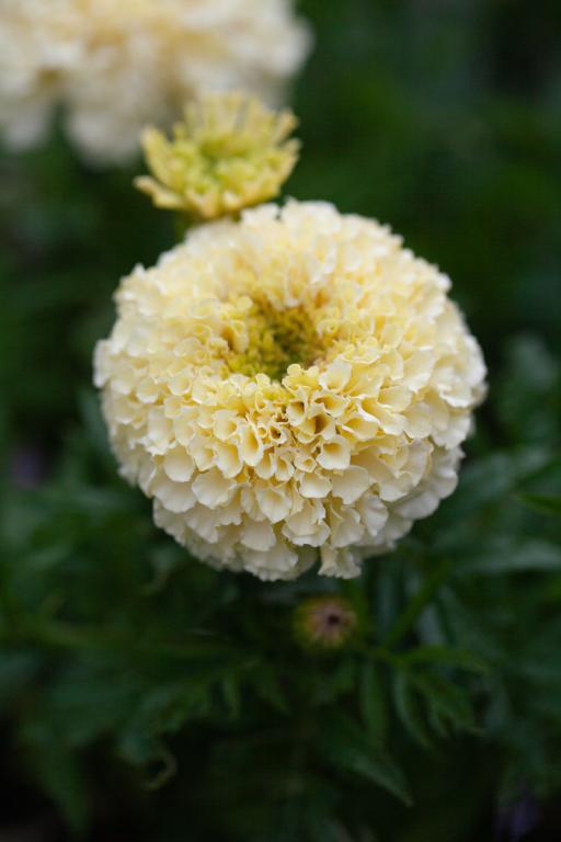 Tagetes erecta, 'White Gold Max', F1 Hybrid