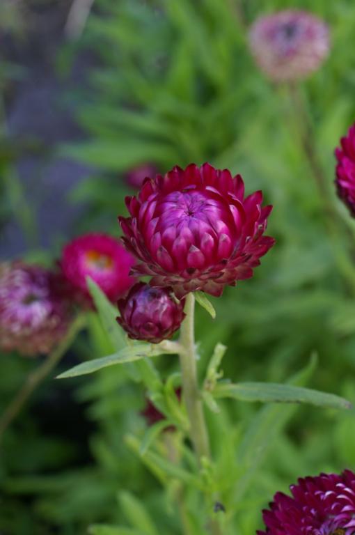 Helichrysum bracteatum, Purple