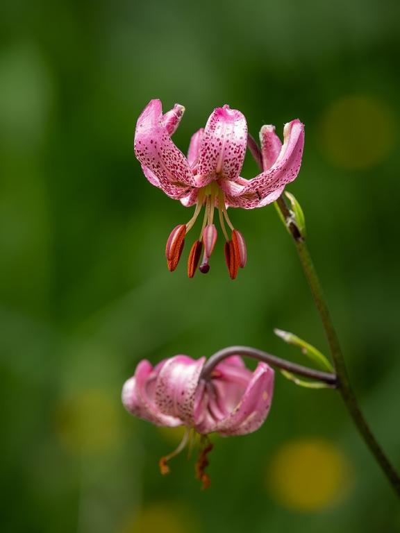 Lilium martagon Mix
