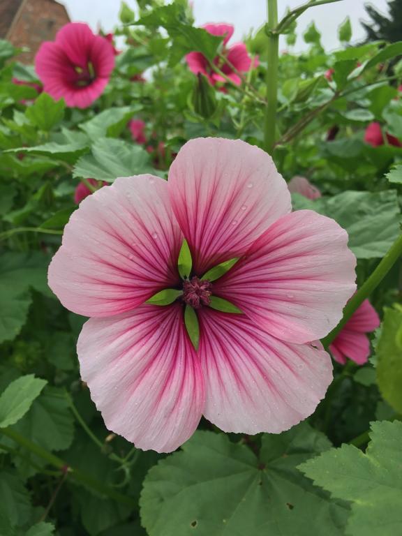 Malope trifida, 'Rose'