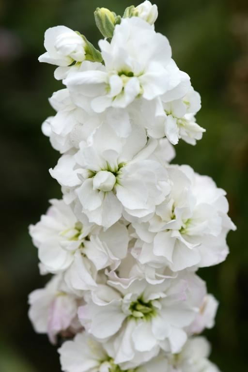 Matthiola incana, Traditional Field Grown Column Stock, 'Avalanche'