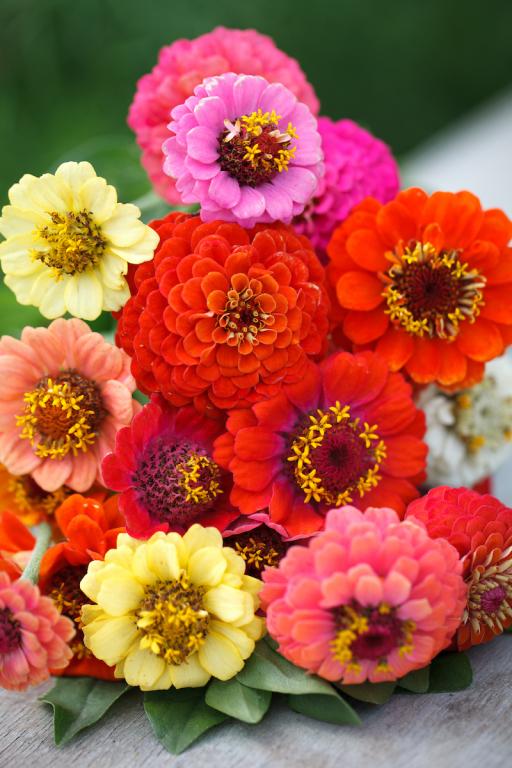 Zinnia elegans, 'Lilliput Mix'