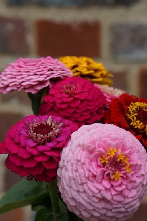 Zinnia elegans, 'Oklahoma Series', 'Oklahoma Mix'
