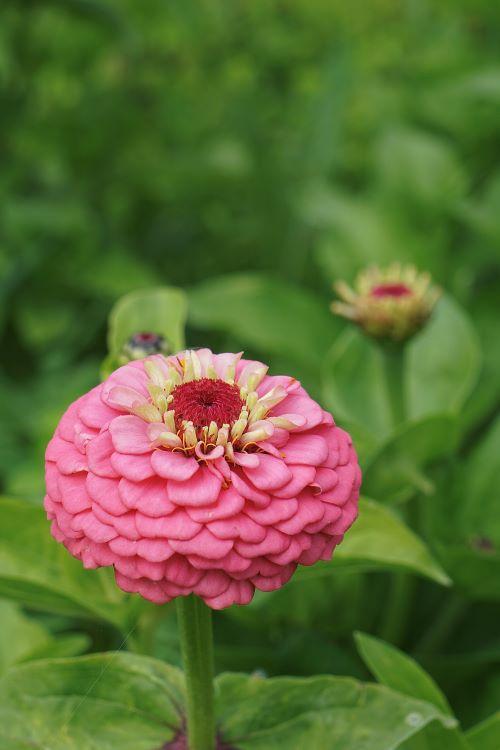 Zinnia elegans, 'Oklahoma Series', 'Oklahoma Pink'