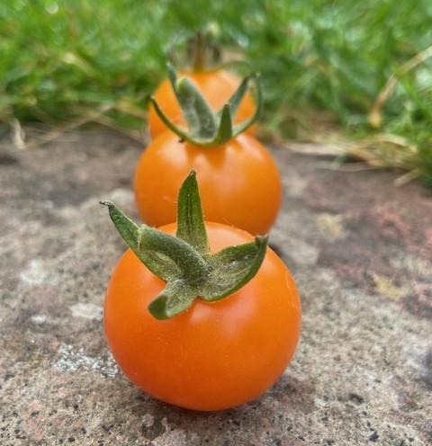 Tomato, Cherry, 'Honeycomb', F1 Hybrid