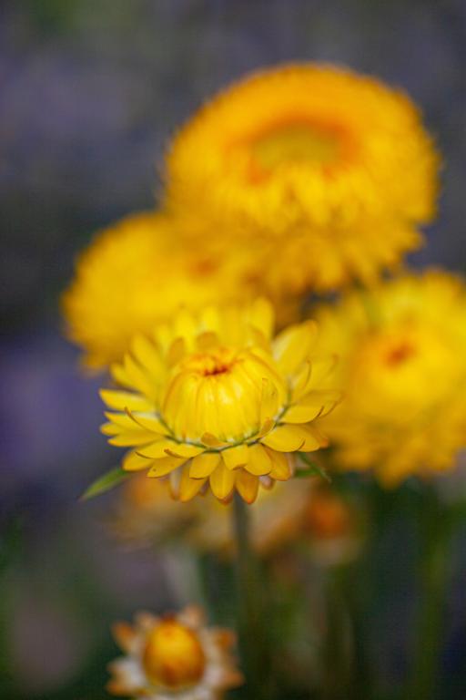 Helichrysum bracteatum, Golden Yellow
