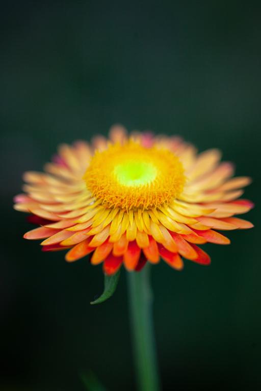 Helichrysum bracteatum, Orange