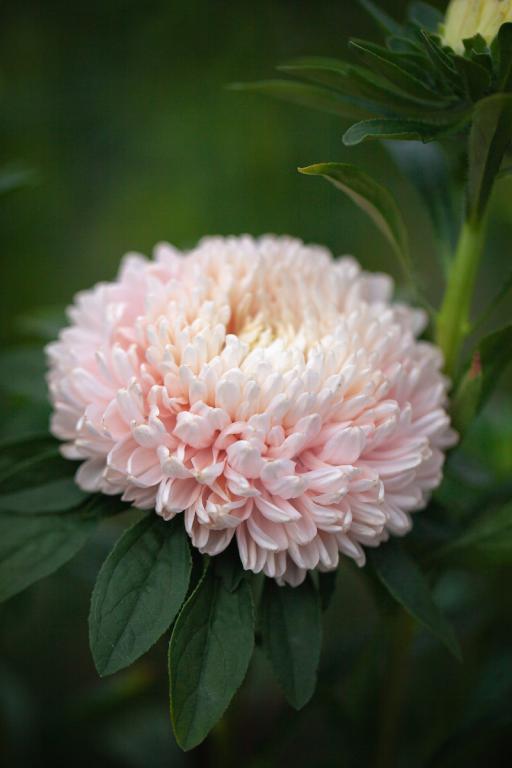 Callistephus chinensis, 'Lady Coral Series', 'Lady Coral Chamois'