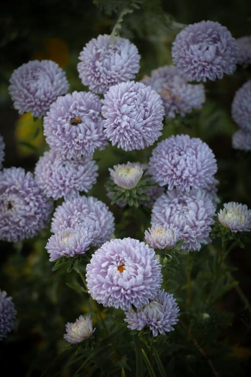 Callistephus chinensis, 'Lady Coral Series', 'Lady Coral Lavender'