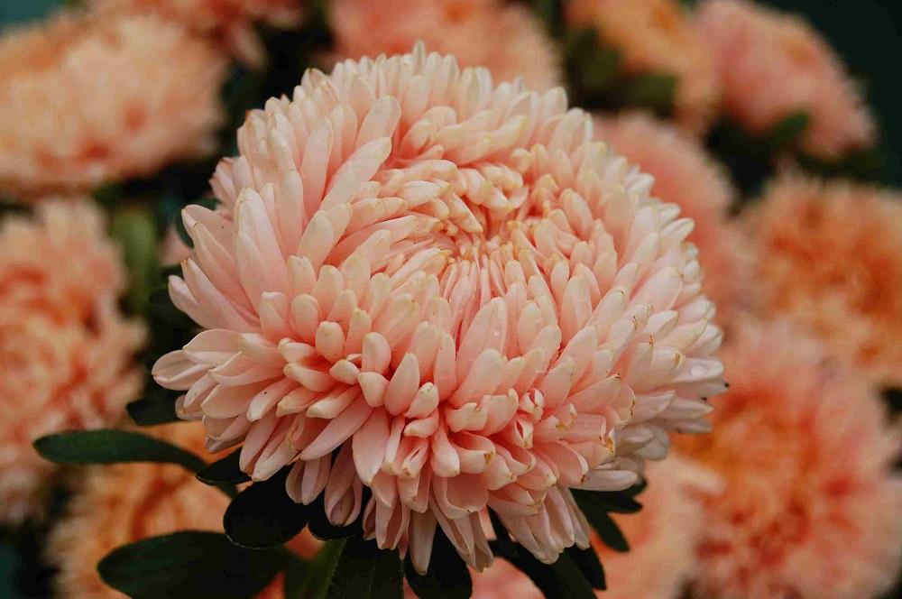 Callistephus chinensis, 'Lady Coral Series', 'Lady Coral Salmon'