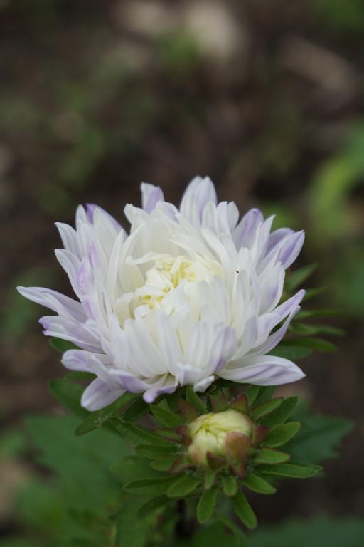 Callistephus chinensis, 'Tower Series', 'Tower Silver'