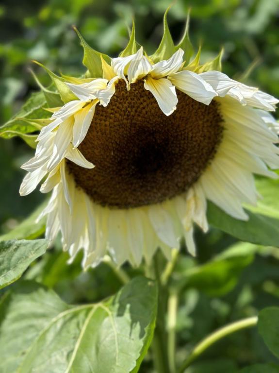 Helianthus annuus, 'Pro Cut White Nite'