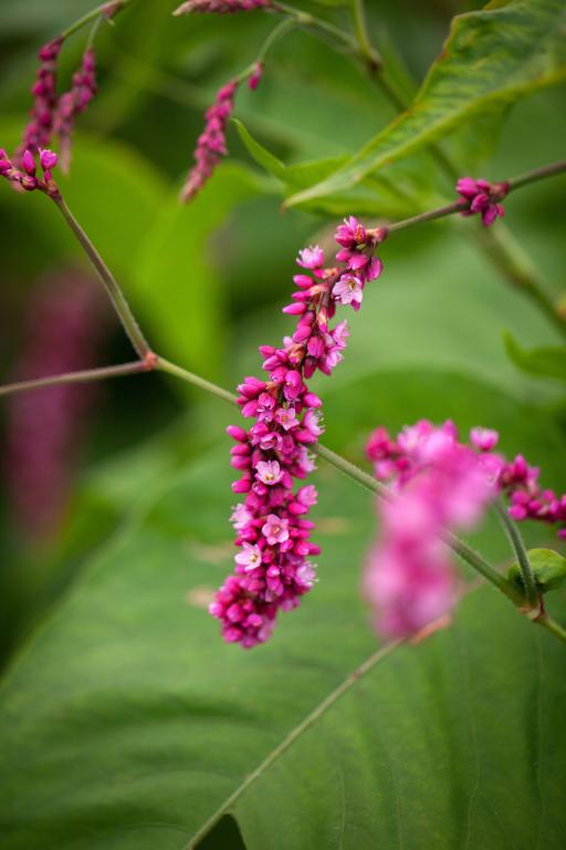 Persicaria orientalis, 'Cerise Pearls'