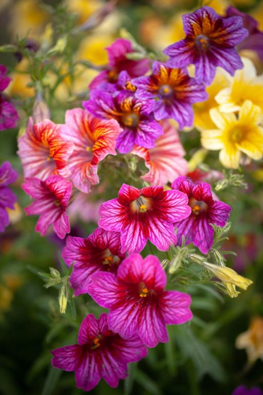 Salpiglossis sinuata, 'Superbissima' Mixed