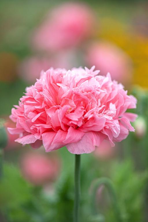 Papaver somniferum var. paeoniflorum, 'Pale Rose'