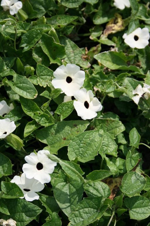 Thunbergia alata, 'Sunrise White with Eye'