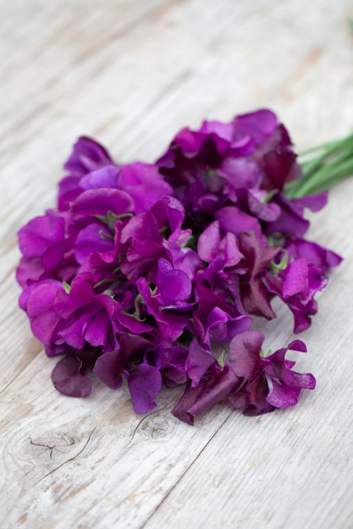 Lathyrus odoratus, 'Flagship'