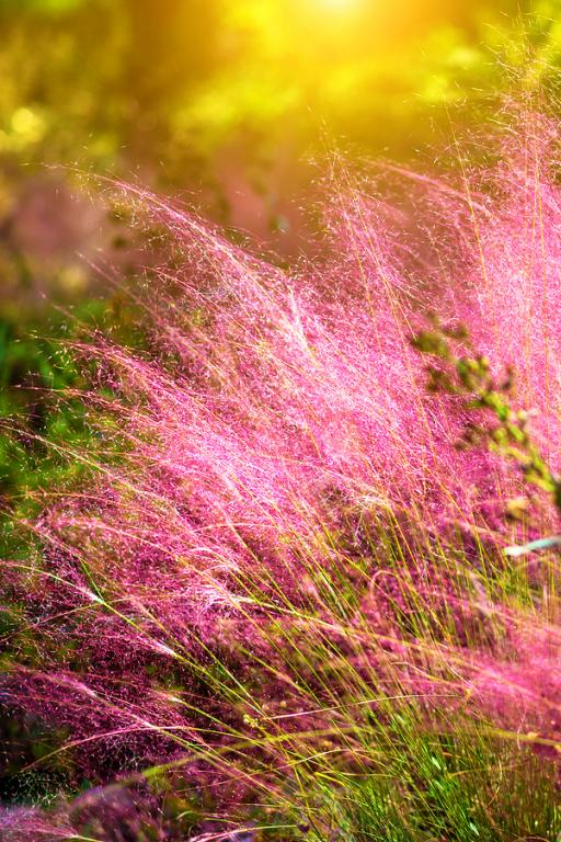 Muhlenbergia capillaris