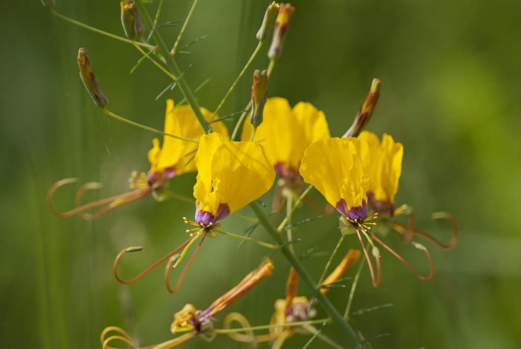 Cleome angustifolia