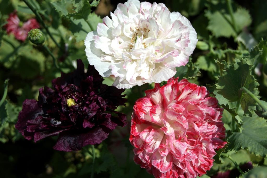 Papaver somniferum var. paeoniflorum, 'Antique Shades'