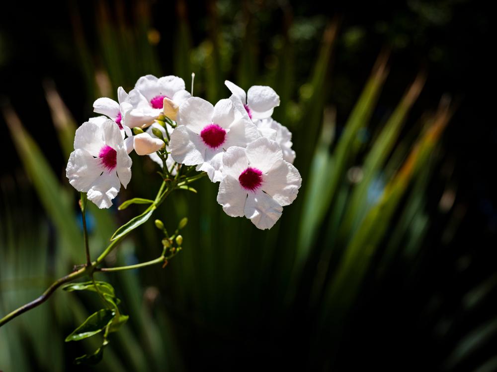 Pandorea jasminoides