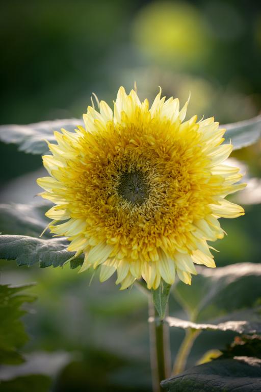 Helianthus annuus, 'Gummy Bear'