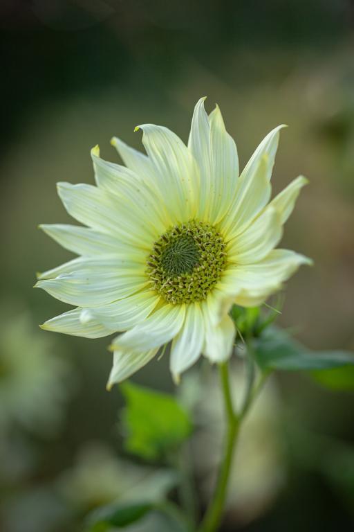 Helianthus debilis, 'Italian Green Heart'