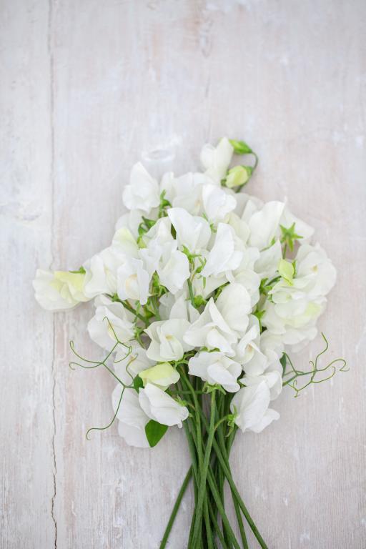 Lathyrus odoratus, 'White Ensign'