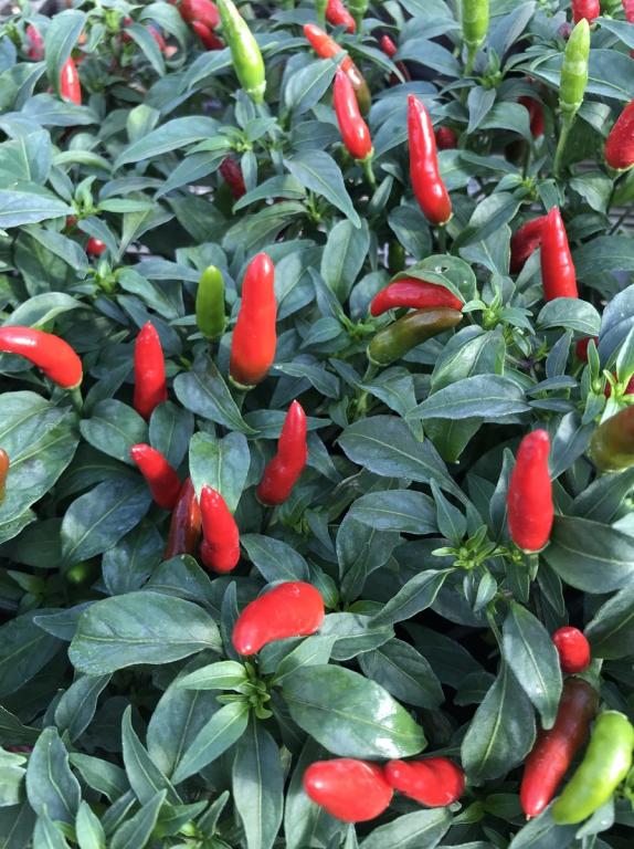 Capsicum, Chilli Pepper, 'Quickfire', F1 Hybrid