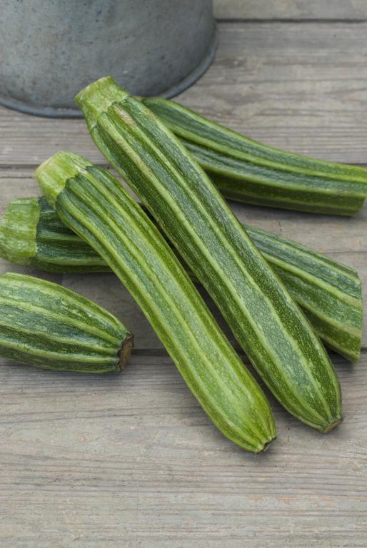 Courgette, 'Latino Romanesco', F1 Hybrid