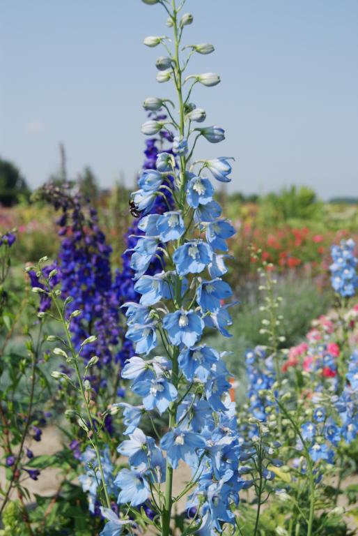 Delphinium hybrida, 'Summer Skies'