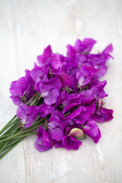 Lathyrus odoratus, 'Memories'