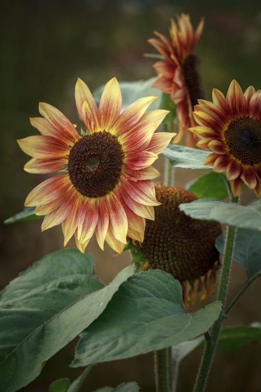 Helianthus annuus, 'Pro Cut Plum'