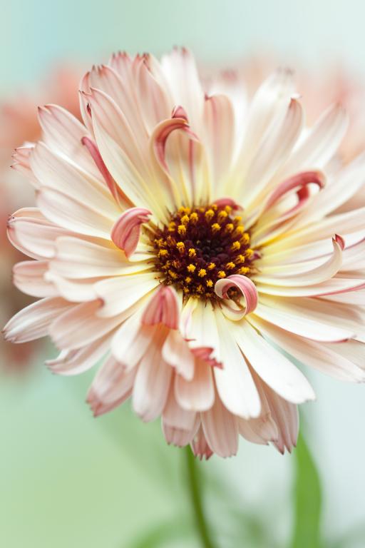 Calendula officinalis, 'Sherbet Fizz'