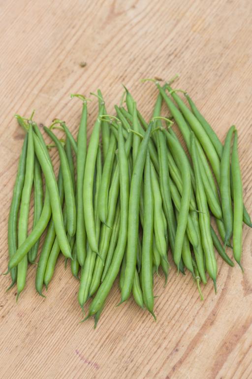 Bean, Dwarf French, 'Caledonia'