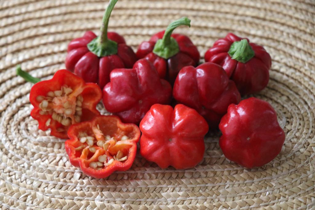 Capsicum, Chilli Pepper, 'Pumpkin', F1 Hybrid