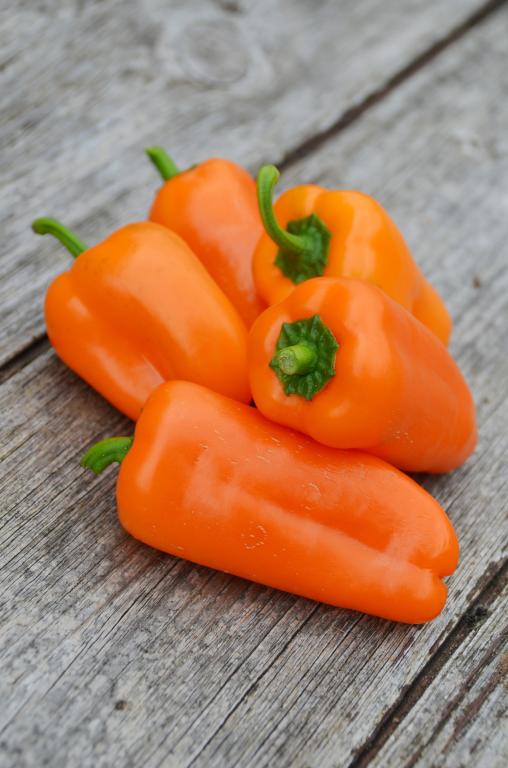 Capsicum, Sweet Pepper, 'Hamik', F1 Hybrid