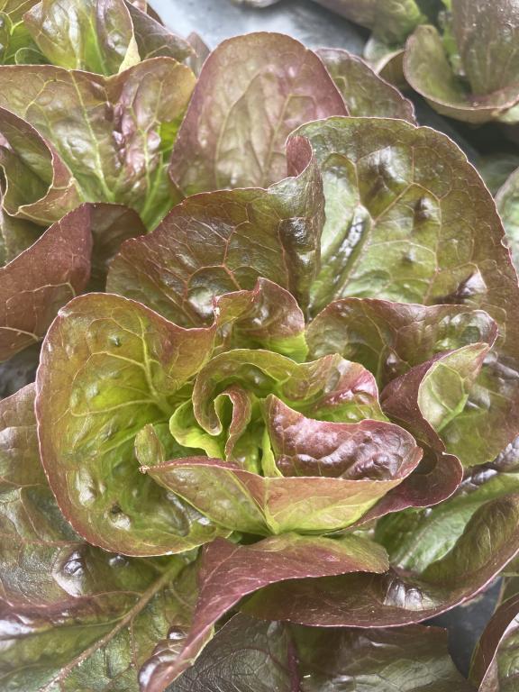 Lettuce, Little Gem & Romaine New Breeding, 'Acherito'