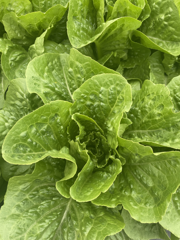 Lettuce, Little Gem & Romaine New Breeding, 'Monterreal'