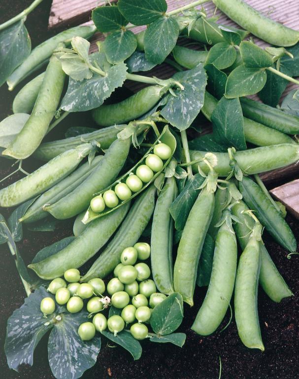 Pea, 'Prelado'