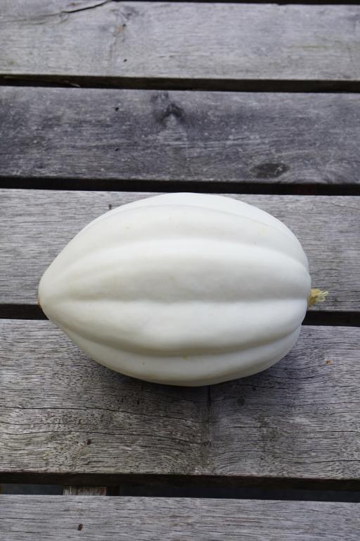 Squash, 'Mashed Potatoes', F1 Hybrid