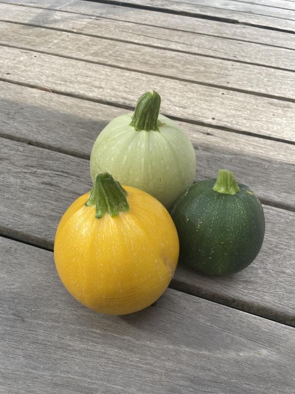 Courgette, 'Squash Balls', F1 Hybrid