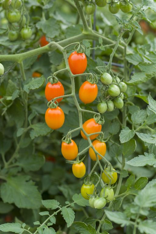Tomato, Plum, 'Orangello', F1 Hybrid