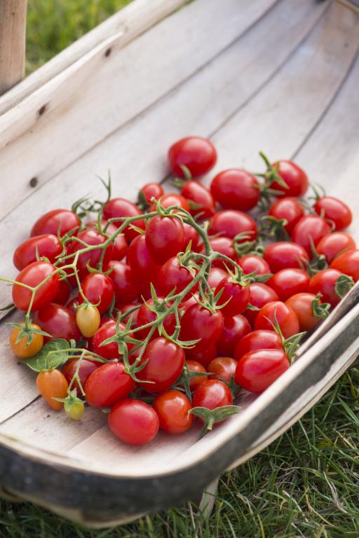 Tomato, Plum, 'Romello', F1 Hybrid