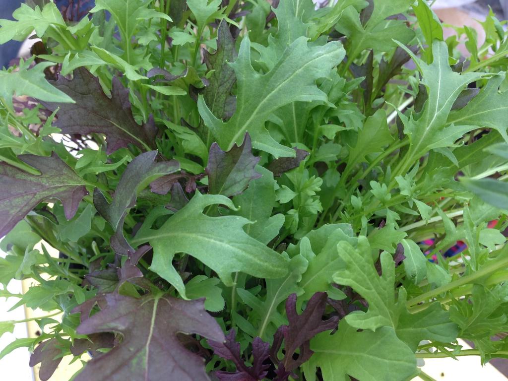 Salad Leaves, Frilly Leaf Blend