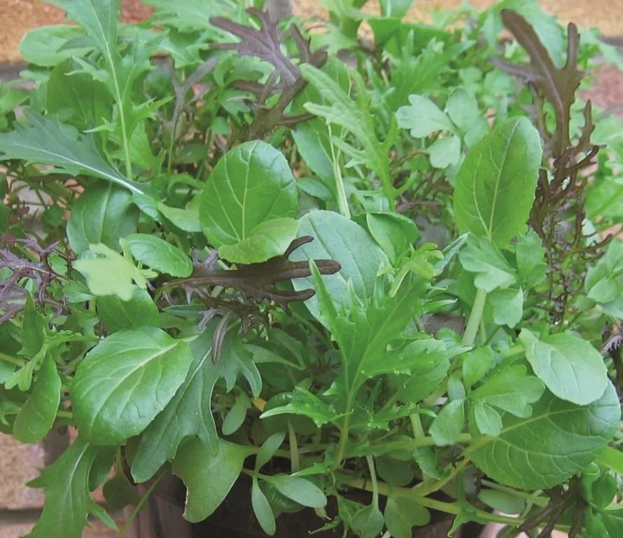 Salad Leaves, Oriental Salad Mix