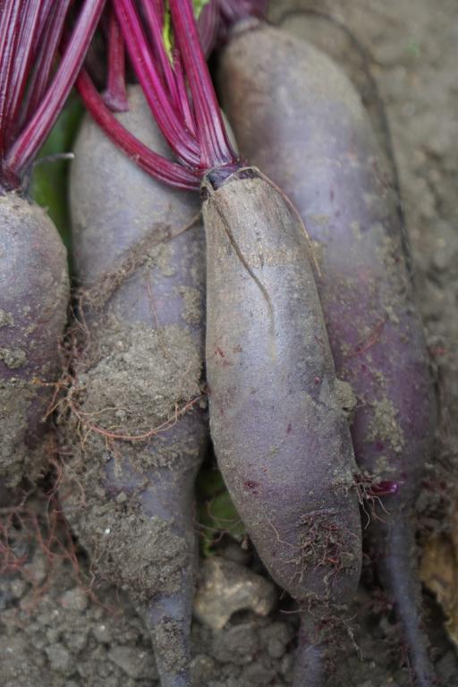 Beetroot, 'Karkulka'