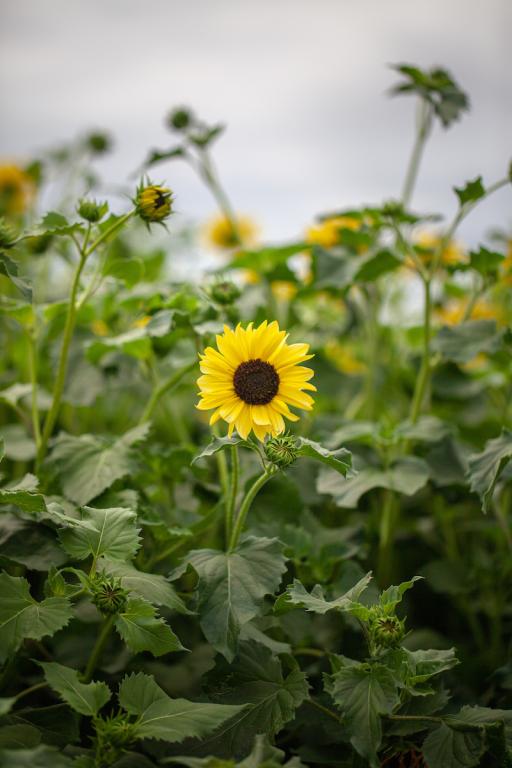 Helianthus debilis, 'Soluna Series', 'Soluna Lemon'