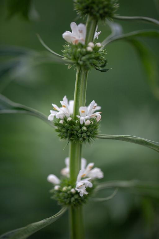 Leonurus sibiricus, 'Alba'